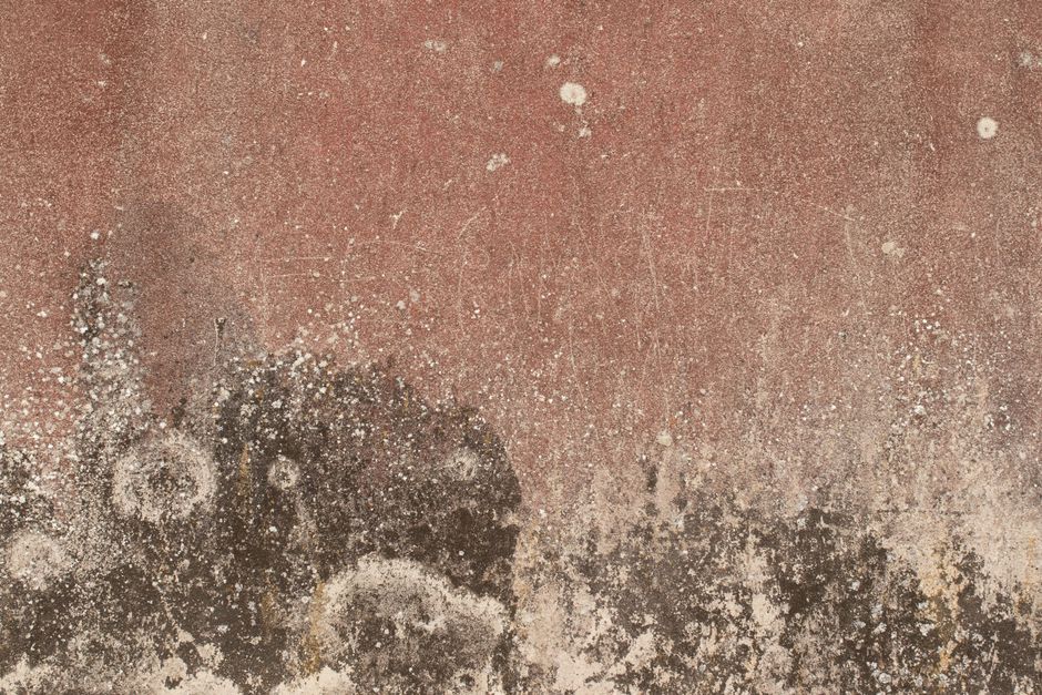 Close-up image of a wall with visible mould and damp patches, showing dark black and greenish-black growths on a beige and brown surface, indicating areas affected by moisture damage. The wall appears